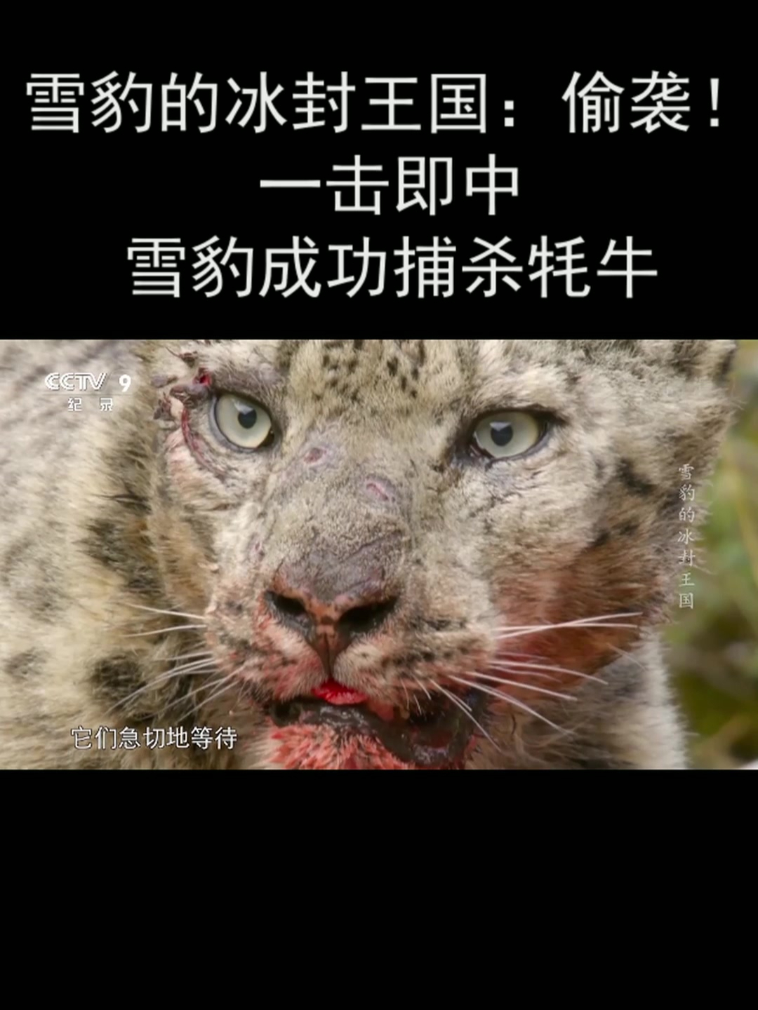 吉林九台雪豹跌出前十,面临考验 吉林九台雪豹跌出前十,面临考验