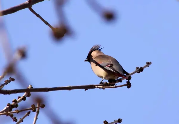 利记平台-爱信鸟拒绝惨败，晋级希望犹存