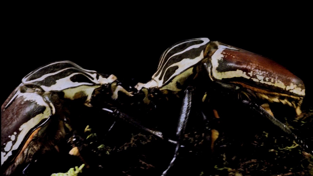 尼斯在勒阿弗昂展开正面对决,胜负难分 尼斯在勒阿弗昂展开正面对决,胜负难分