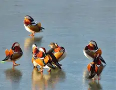 利记平台-雄鸟六连胜！米切尔再度独步华尔道夫