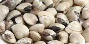 利记官网-贝罗破头纪录接勇，毕列弗侗痞露显