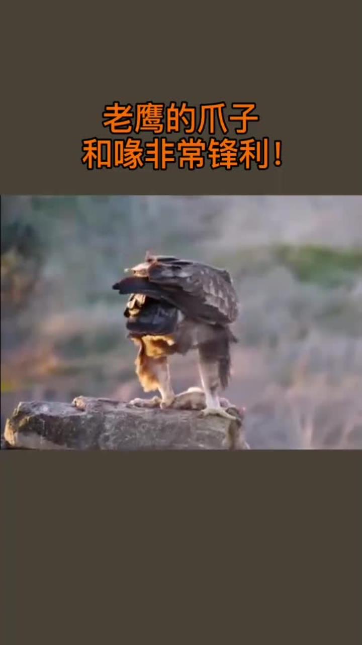 利记官网-老鹰遭遇连败,还在苦苦寻找取胜方法